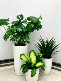 江北花卉租摆装饰-杭州湾绿植租摆品牌-鄞州花卉租摆销售-宁波花木租摆服务商